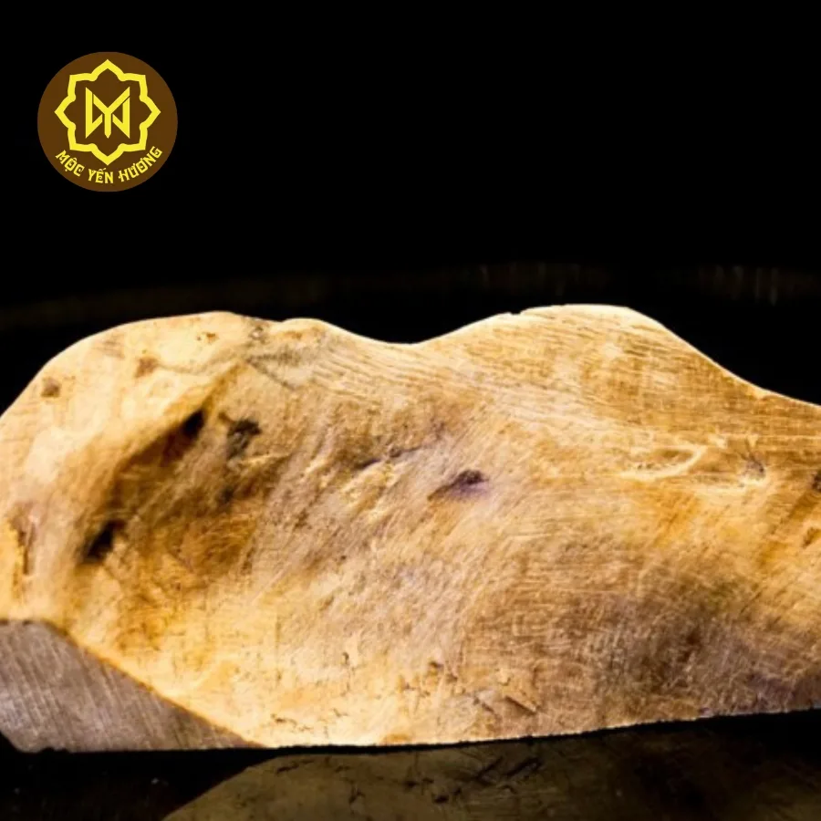 Bạch Kỳ Nam - Cây Dó Bầu